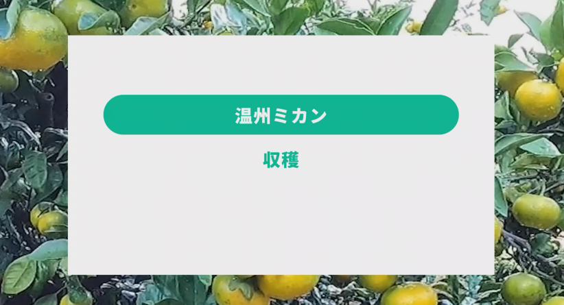 農作業の解説動画【カンキツ関連】①収穫（温州みかん）