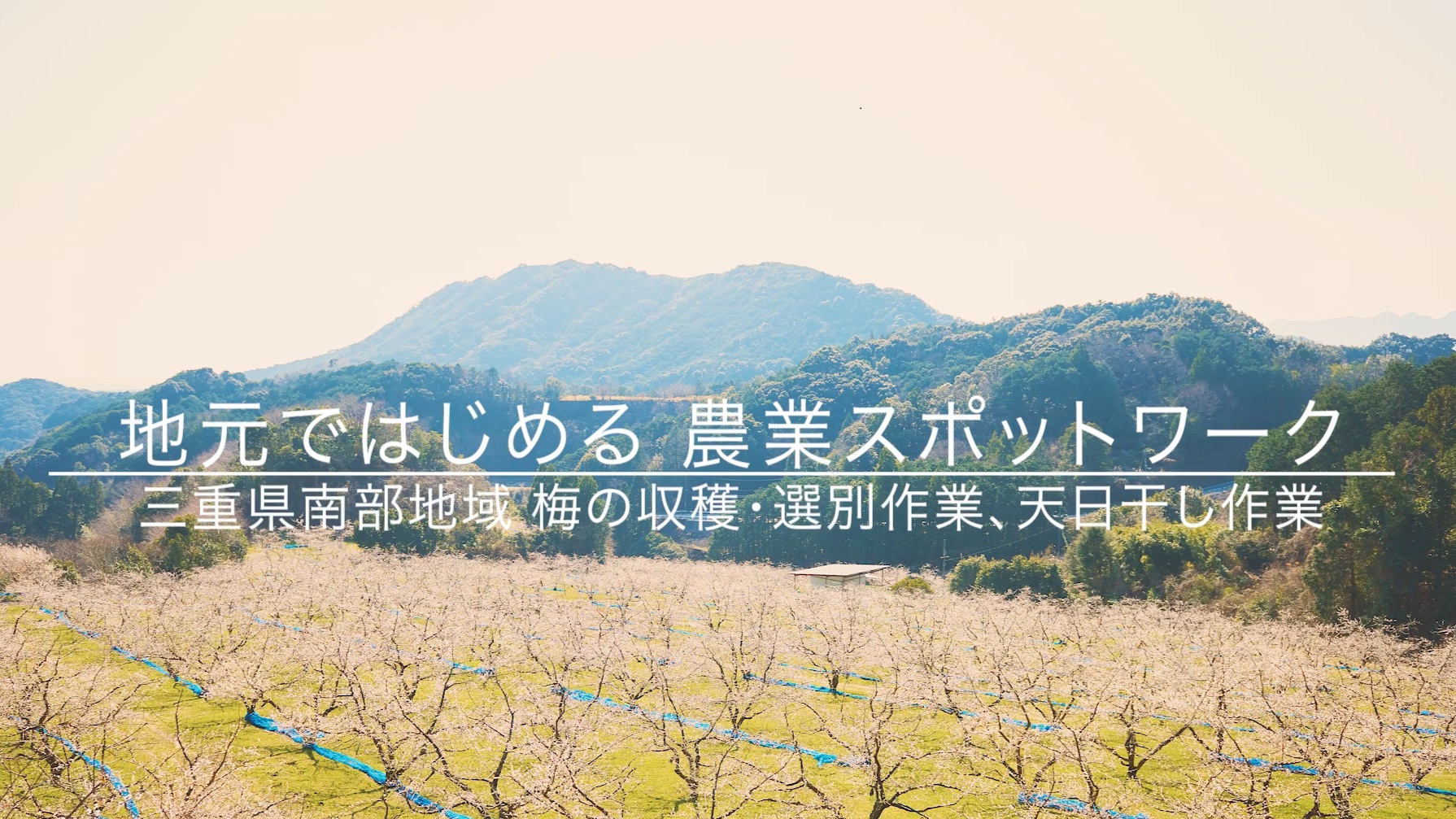 【梅編】三重県南部地域ではじめる農業スポットワーク