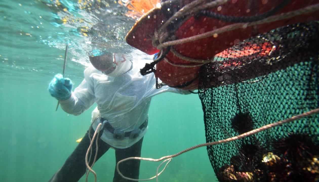 Living with the Sea -Ama in Toba and Shima-（English）