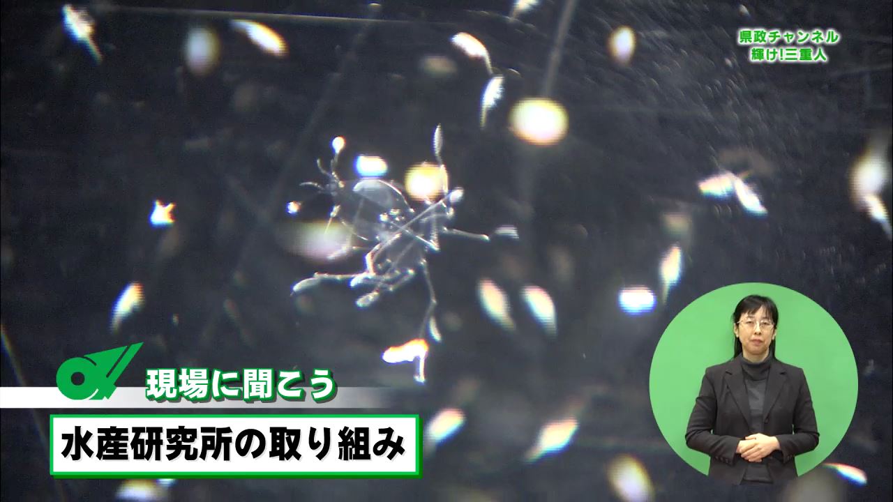 現場に聞こう　三重県水産研究所の取り組み