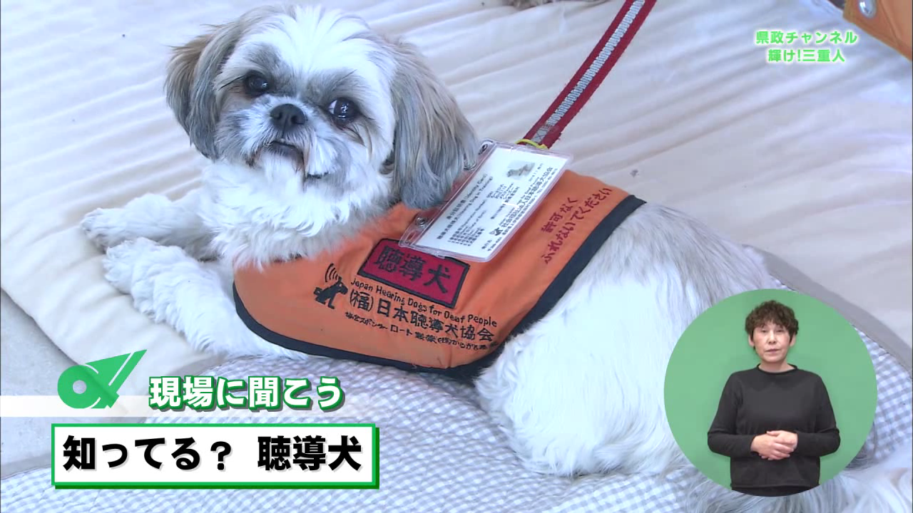 知ってる？聴導犬