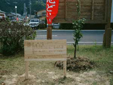 熊野庁舎玄関前に植えられた南高梅