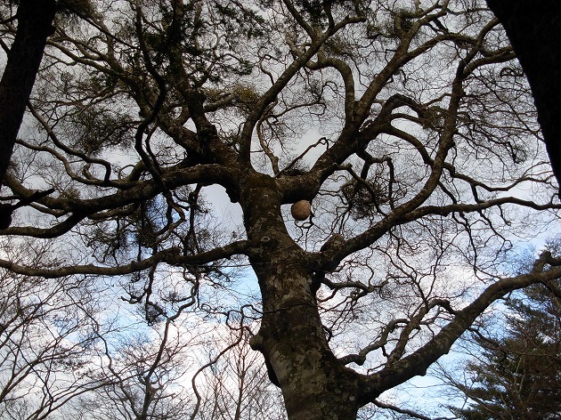 ブナの木・ヤドリギ・スズメバチの巣