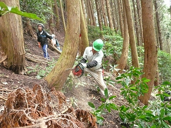 伐採作業の写真