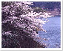宮川ダム湖の桜