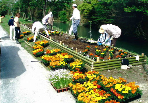 河畔周辺への花木植栽