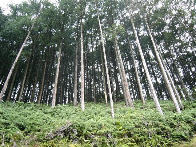 水源かん養保安林