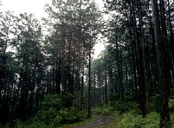 認証森林の写真