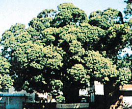 川俣神社のスダジイ