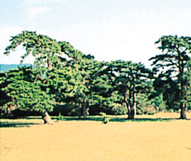 余野公園のアカマツ