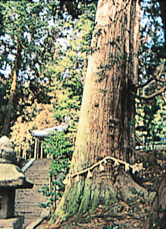 諏訪神社のスギ