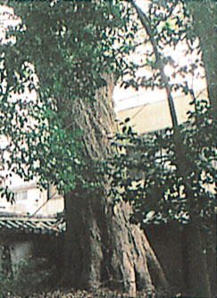 菅原神社の二度芽ケヤキ