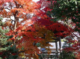 紅葉で萌える願行寺境内