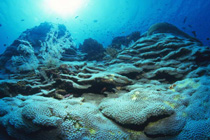 サンゴの白化（写真）