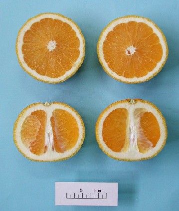 みえ紀南4号の成熟果実