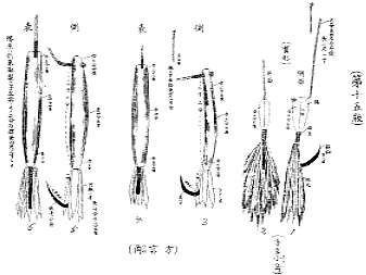 カツオ釣り擬似針（ギジハリ）各種の図