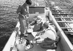 真珠養殖：漁場の環境調査はつづく