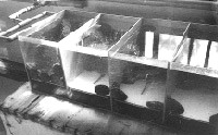 昭和45年ごろのアワビ採卵水槽