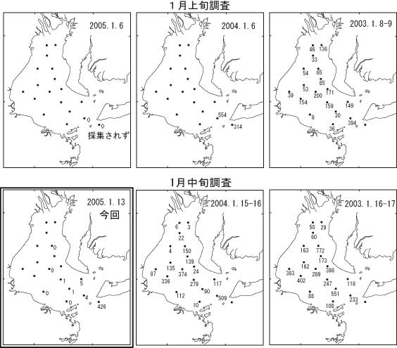 イカナゴ仔魚分布状況（左：2005年，中：2004年，右：2003年）