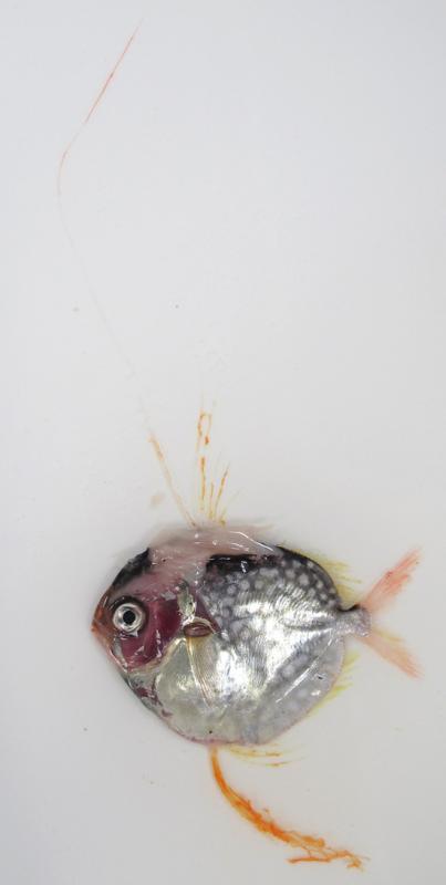 三重県 おさかな図鑑 おさかな雑録 No アカマンボウ幼魚 13年8月15日