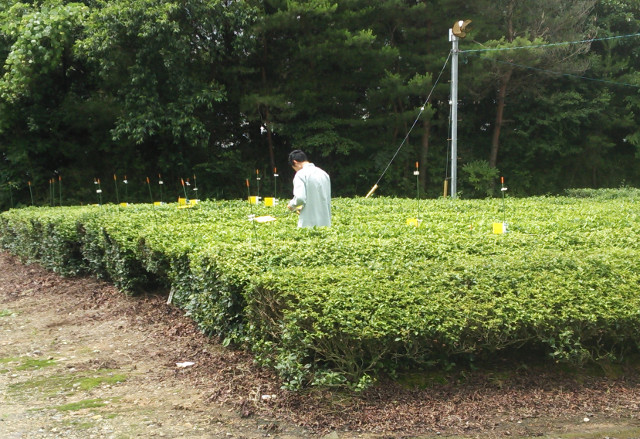 黄色粘着トラップによる害虫とクモの調査風景