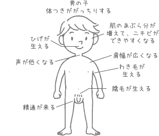 【男の子の変化】の図