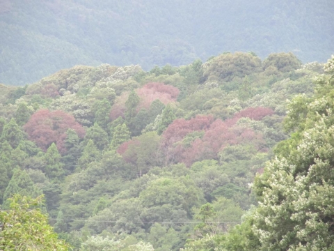 北勢地域で発生したナラ枯れの状況