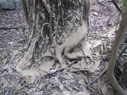 カシナガが孔道（トンネル）を掘る際に排出される木くず