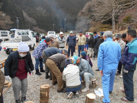 原木ヒラタケの接種作業