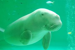 鳥羽水族館ジュゴン