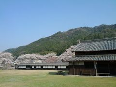 多気町油田公園桜の写真