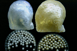アコヤガイ真珠層