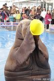 鳥羽水族館セイウチショー