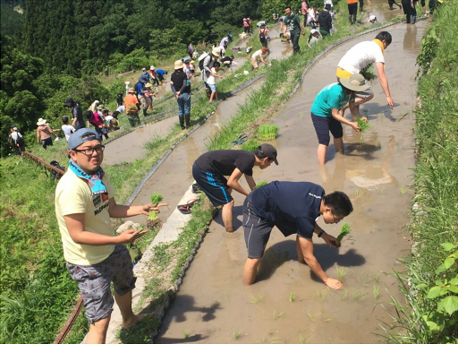 丸山千枚田・田植え