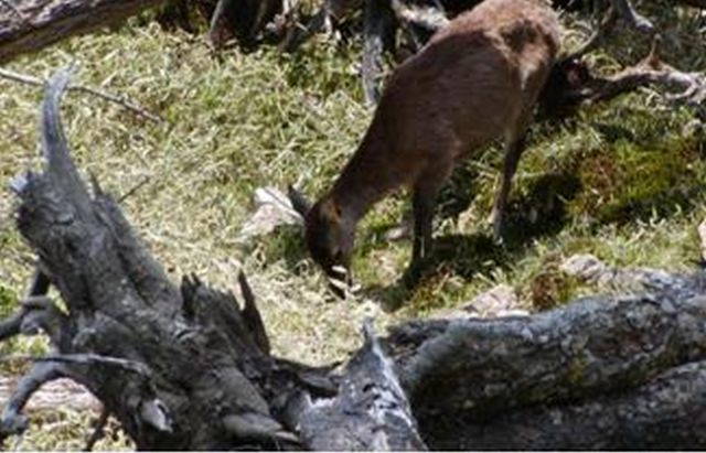 三重県 林業研究所 シカの侵入を防ぐ効果的な柵とは