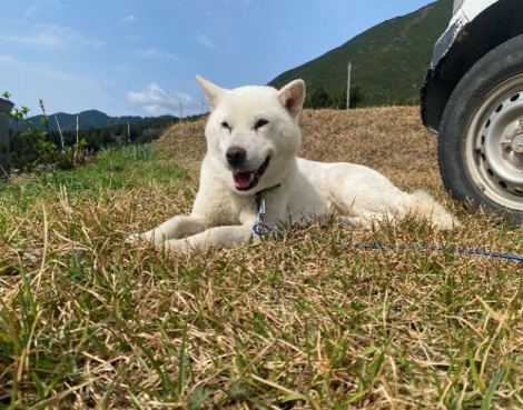 紀州犬