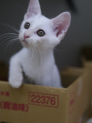 左寄せパターン