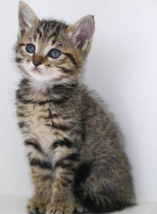 左寄せパターン