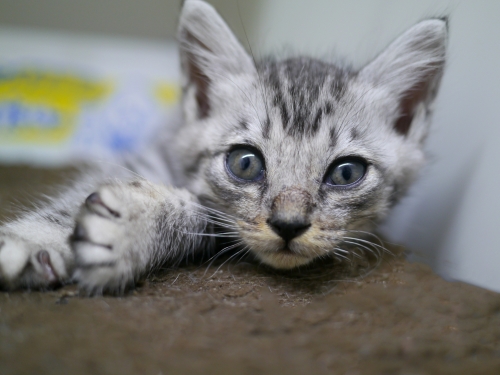 左寄せパターン