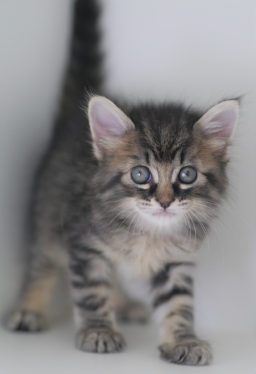 左寄せパターン