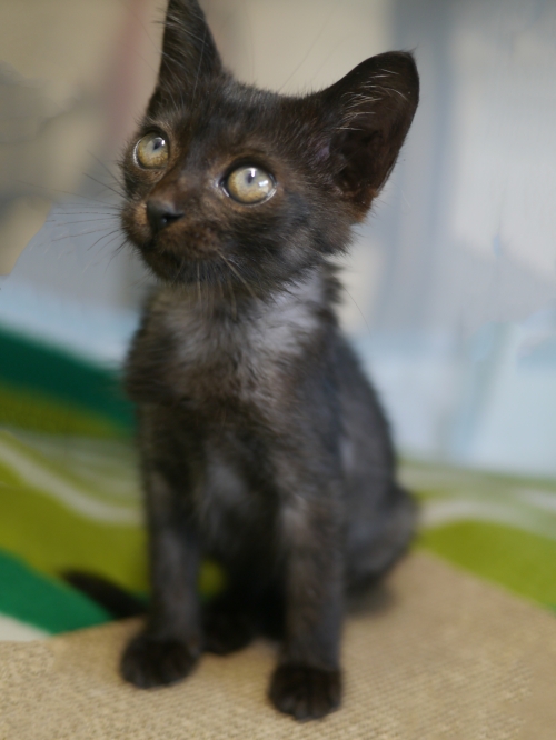 左寄せパターン