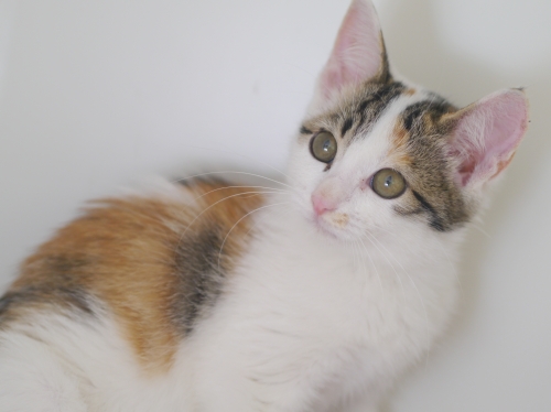 左寄せパターン