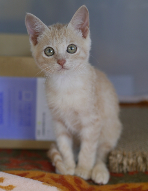 左寄せパターン