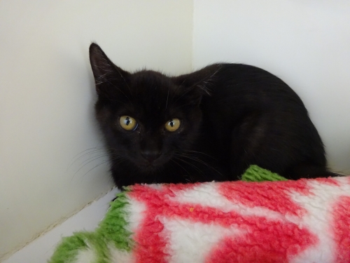 左寄せパターン