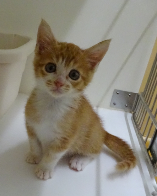 左寄せパターン