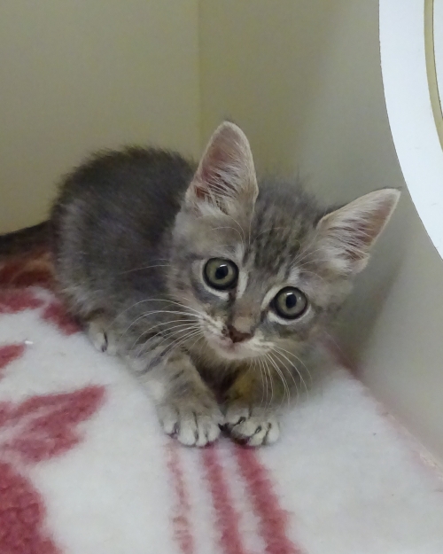 左寄せパターン