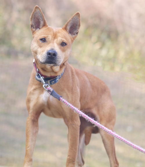 左寄せパターン