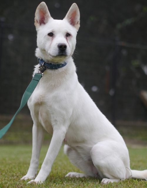 左寄せパターン