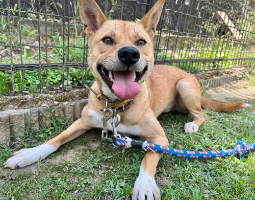 左寄せパターン