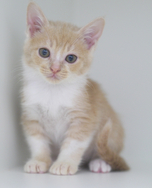 左寄せパターン